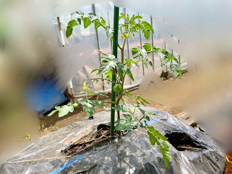 ミニキャロルの苗を植えつけ